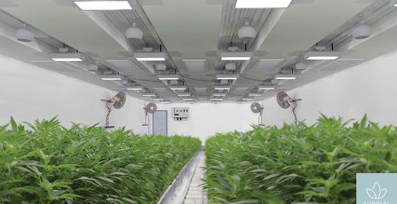 Sundial Growers, feds supporting cannabis research Sundial Growers, feds supporting cannabis research