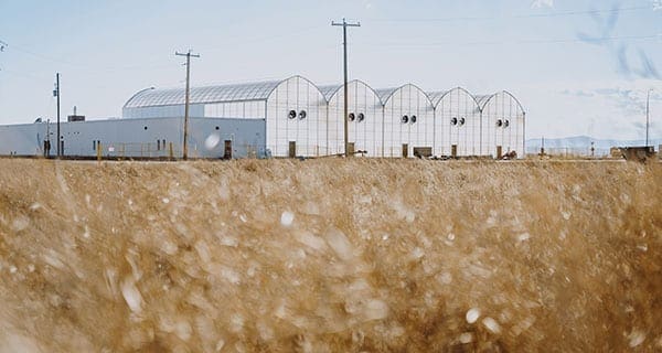 Custom Cannabis building cultivation plant in Claresholm Custom Cannabis building cultivation plant in Claresholm