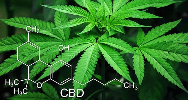 Too many bureaucratic hurdles for cannabis research Too many bureaucratic hurdles for cannabis research