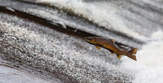 Putting Columbia River salmon restoration at risk Putting Columbia River salmon restoration at risk