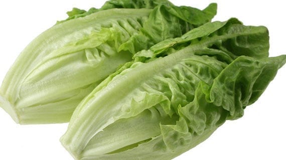 Romaine calm returns but produce safety not guaranteed Romaine calm returns but produce safety not guaranteed