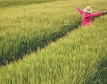 Genetic modification a crucial tool in feeding the world Genetic modification a crucial tool in feeding the world