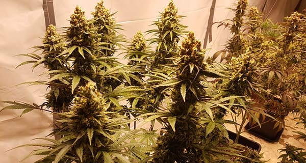 Navigating the cannabis cultivation question when buying real estate Navigating the cannabis cultivation question when buying real estate