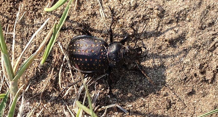 beetles insects nature