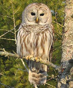 Barred Owl nature wildlife bird