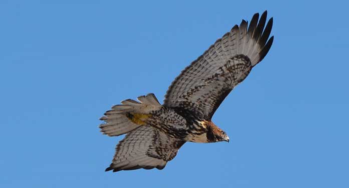 red tailed hawk nature wildlife bird