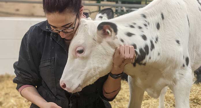 Maddison Degenshein calf agriculture farm animal