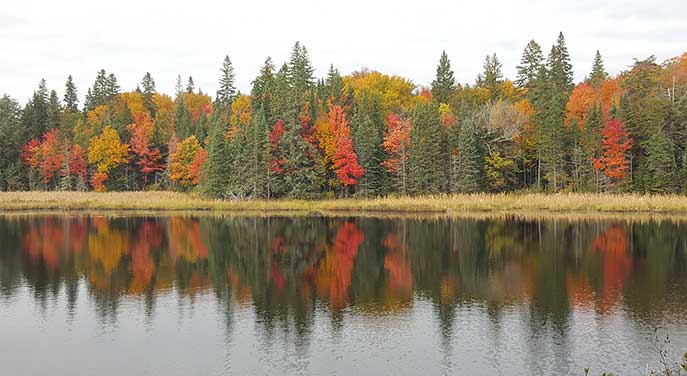 Fall-leaves-autumn