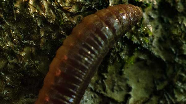 invasive earthworms boreal forest
