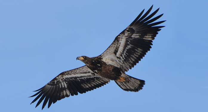 bald eagle bird nature wildlife fly wings