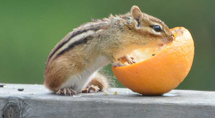 Eastern-Chipmunk