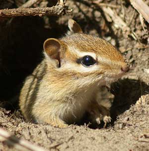 Eastern-Chipmunk