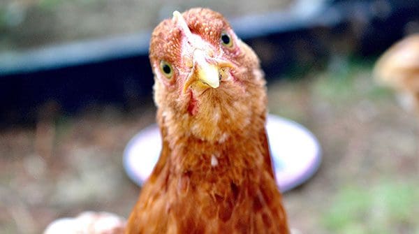 Chicken feather heavy metals water contamination