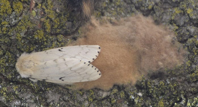 Gypsy Moth - female with egg mass