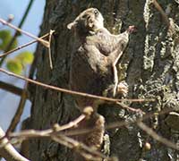 Southern Flying Squirrel