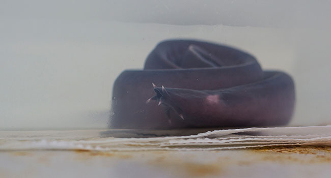 hagfish research u of a