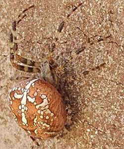 Cross Orbweaver spider bugs
