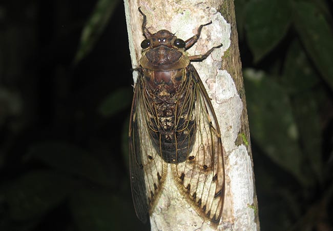 Cicada