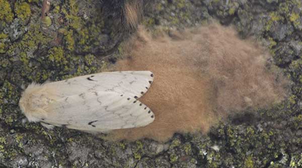 Gypsy Moth - female with egg mass