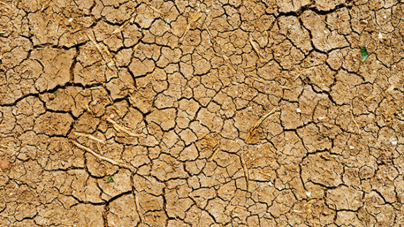 California drought an opportunity for Canadian agriculture California drought an opportunity for Canadian agriculture