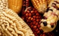 Planting the seeds for broader understanding of food’s origins Planting the seeds for broader understanding of food’s origins