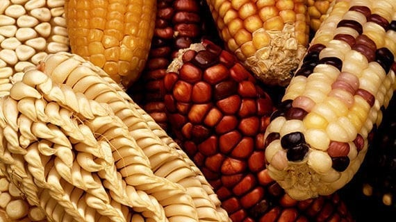 Planting the seeds for broader understanding of food’s origins Planting the seeds for broader understanding of food’s origins