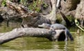 Down on the bayou: Cajun hospitality and gators Down on the bayou: Cajun hospitality and gators