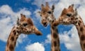 Tips to finding a good (business) story to tell Tips to finding a good (business) story to tell