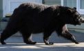 The bear will have a tall skinny Americano to go please … The bear will have a tall skinny Americano to go please …