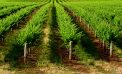 Ontario government strangling its wineries’ ability to compete Ontario government strangling its wineries’ ability to compete