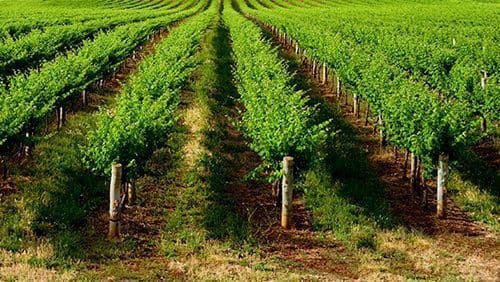 Ontario government strangling its wineries’ ability to compete Ontario government strangling its wineries’ ability to compete