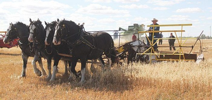 Historical harvest event met with sunshine and success Historical harvest event met with sunshine and success