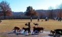 Dogs in off-leash dog park Why won’t you clean up after your dog?