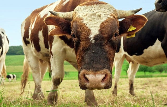 Time for a herd head-count. ‘Is that you Bessie?’ Time for a herd head-count. ‘Is that you Bessie?’