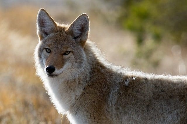 The coyotes are back and their dining habits can be a problem The coyotes are back and their dining habits can be a problem