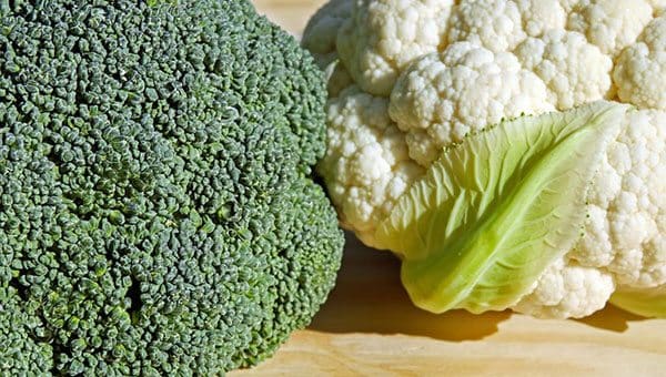 Ontario’s billion-dollar plans to reduce plant food Ontario’s billion-dollar plans to reduce plant food