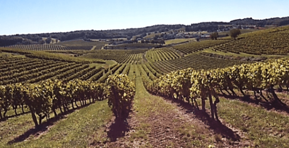 With Cognac, it’s all about terroir With Cognac, it’s all about terroir
