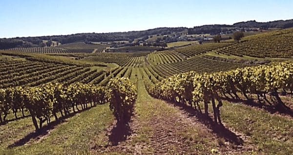 With Cognac, it’s all about terroir With Cognac, it’s all about terroir