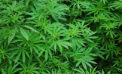 Cannabis by the numbers Cannabis by the numbers