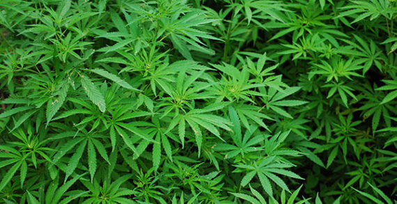 Cannabis driving commercial real estate markets in Edmonton, Kelowna Cannabis driving commercial real estate markets in Edmonton, Kelowna