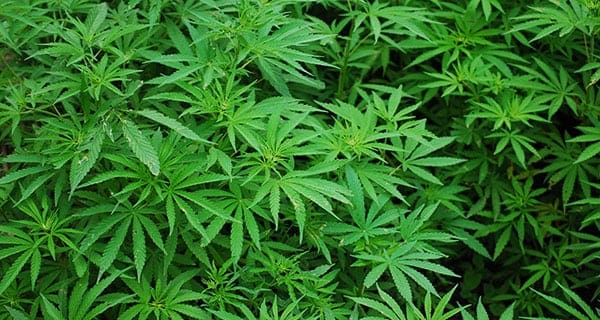 Sask’s Thunderchild First Nation invests $8 million with Westleaf Cannabis Sask’s Thunderchild First Nation invests $8 million with Westleaf Cannabis