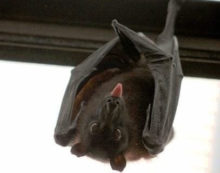 ‘There’s a bat in the house!’ ‘There’s a bat in the house!’