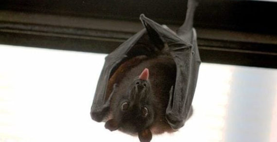 ‘There’s a bat in the house!’ ‘There’s a bat in the house!’