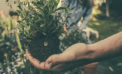 The ecological upside to job automation The ecological upside to job automation