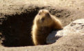 Groundhog Day, Trans Mountain pipeline style Groundhog Day, Trans Mountain pipeline style