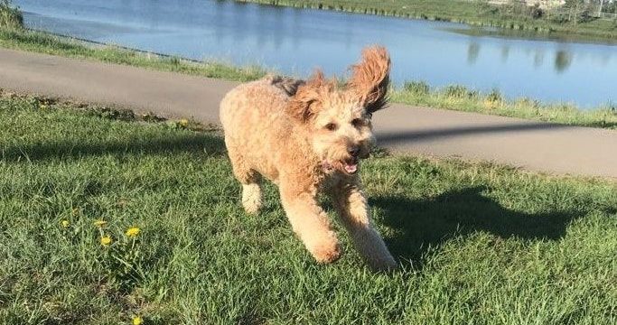 Barking up the right tree: pet care company finds success Barking up the right tree: pet care company finds success
