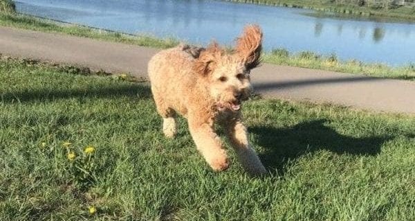 Barking up the right tree: pet care company finds success Barking up the right tree: pet care company finds success