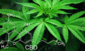 Too many bureaucratic hurdles for cannabis research Too many bureaucratic hurdles for cannabis research