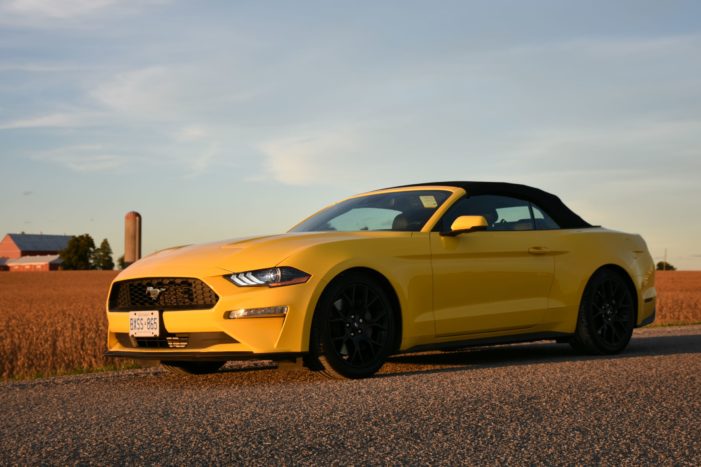 This pony has the speed and performance of a thoroughbred This pony has the speed and performance of a thoroughbred