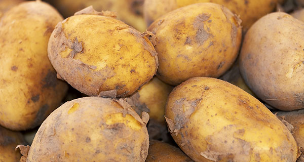 potato Alberta vies with P.E.I. to be potato capital of Canada